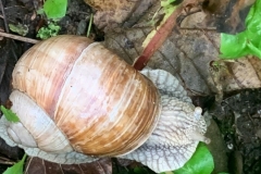 Ślimak