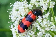 Barciel pszczołowiec